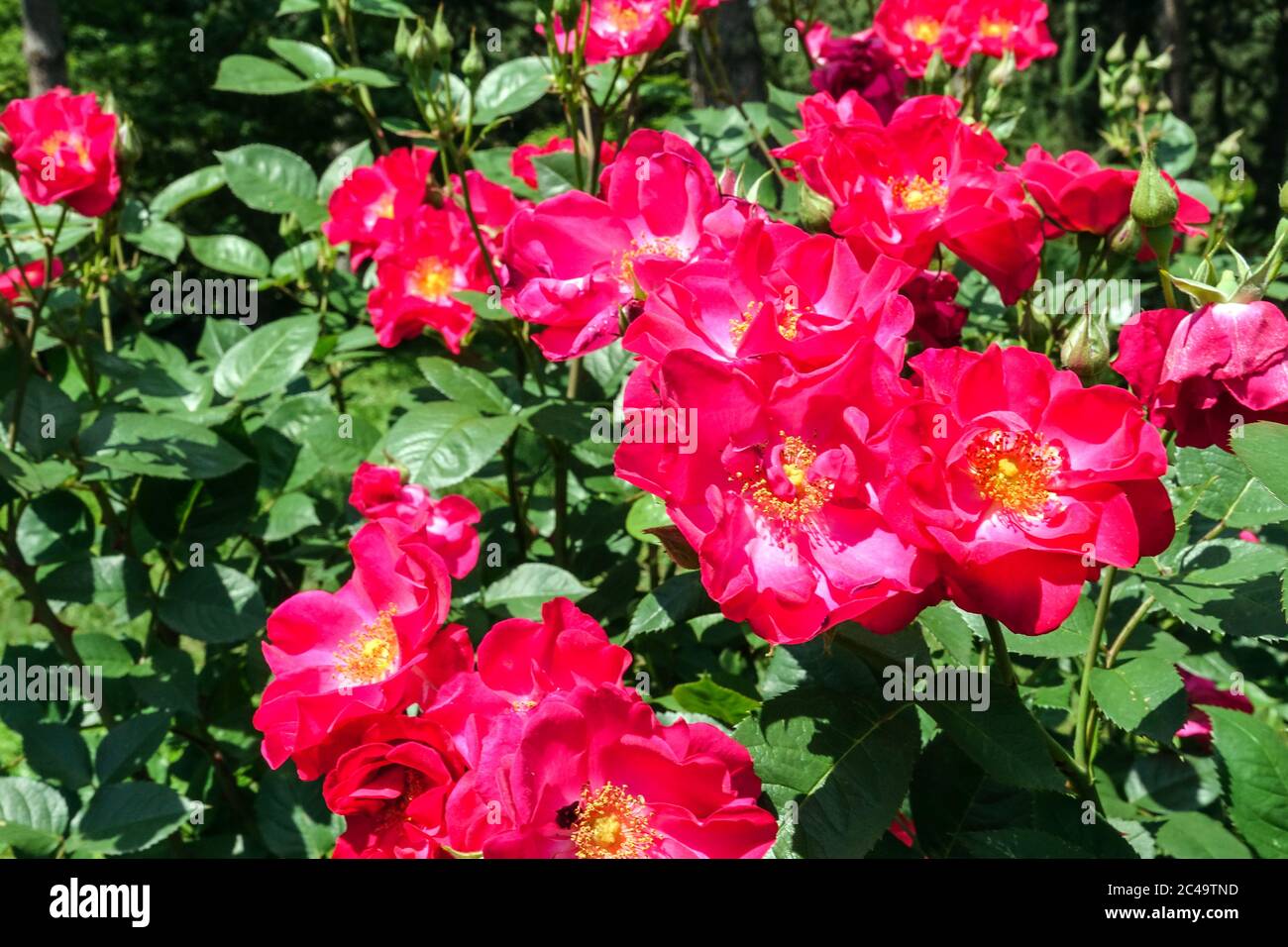 Rose Rosa 'Burghausen' Stock Photo - Alamy