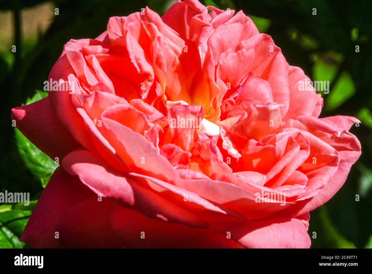 Kore hi-res stock photography and images - Alamy