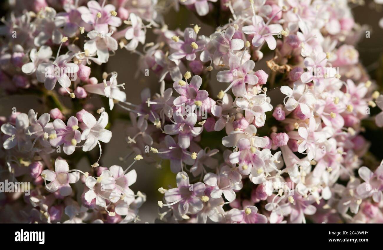 Valerian blossom (Valeriana officinalis) Stock Photo