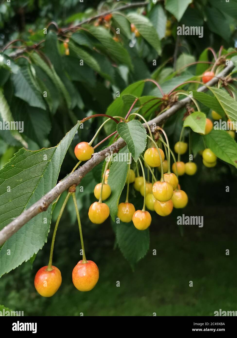 Close up green ripe yellow hi-res stock photography and images - Alamy