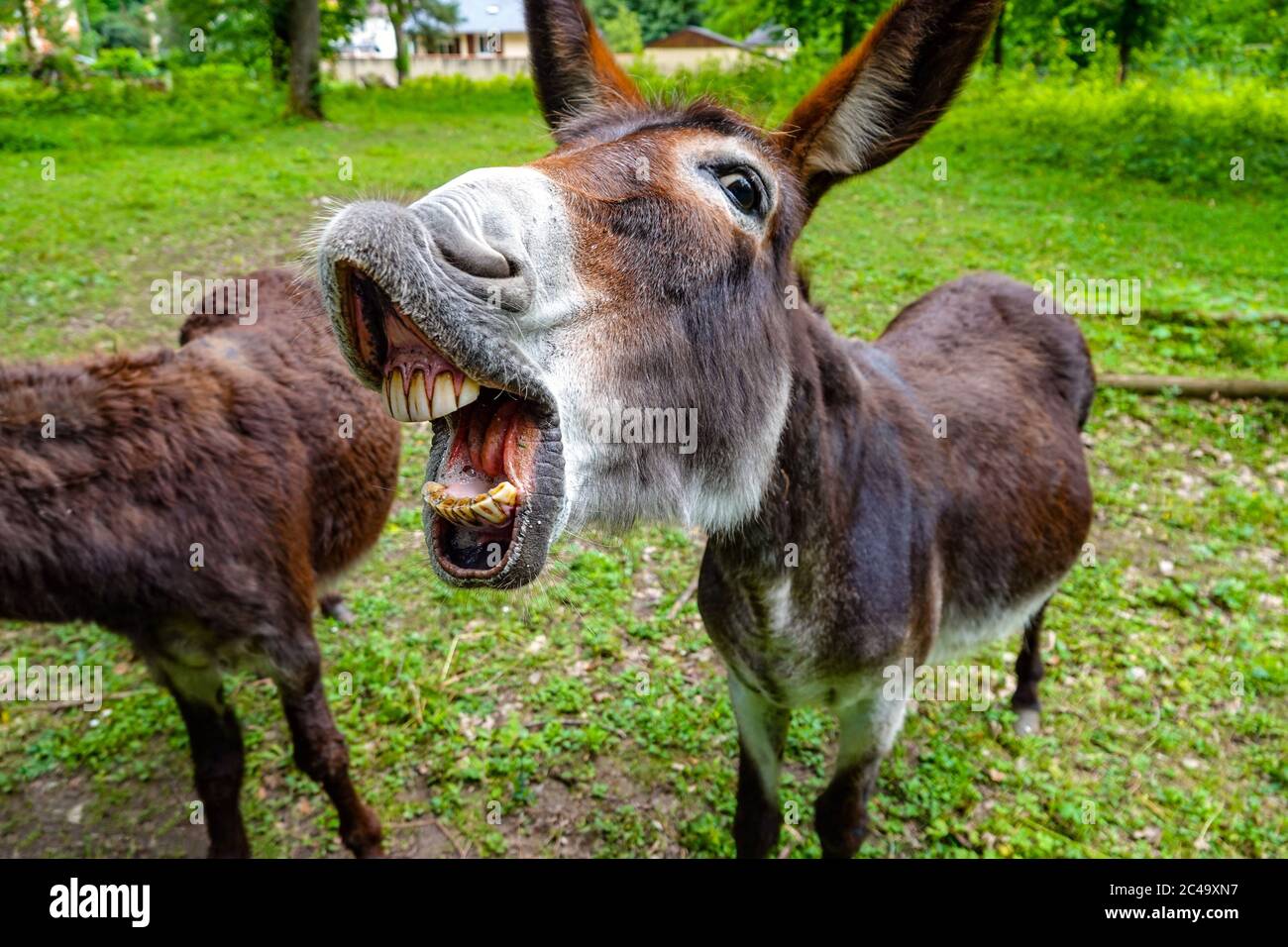 Close-up of head of donkey with mouth open showing its teeth Stock Photo