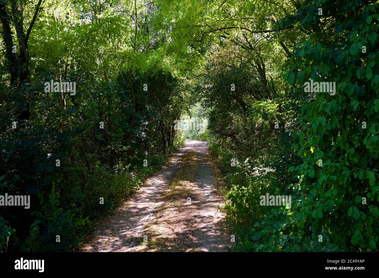 In the thick forest hi-res stock photography and images - Alamy