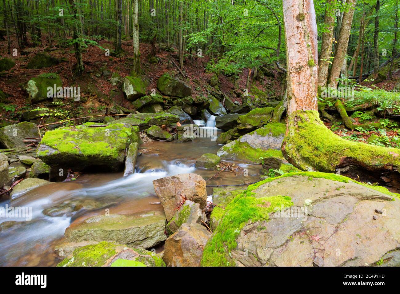 Waterstream water stream among the rocks in the forest. summer nature scenery ...