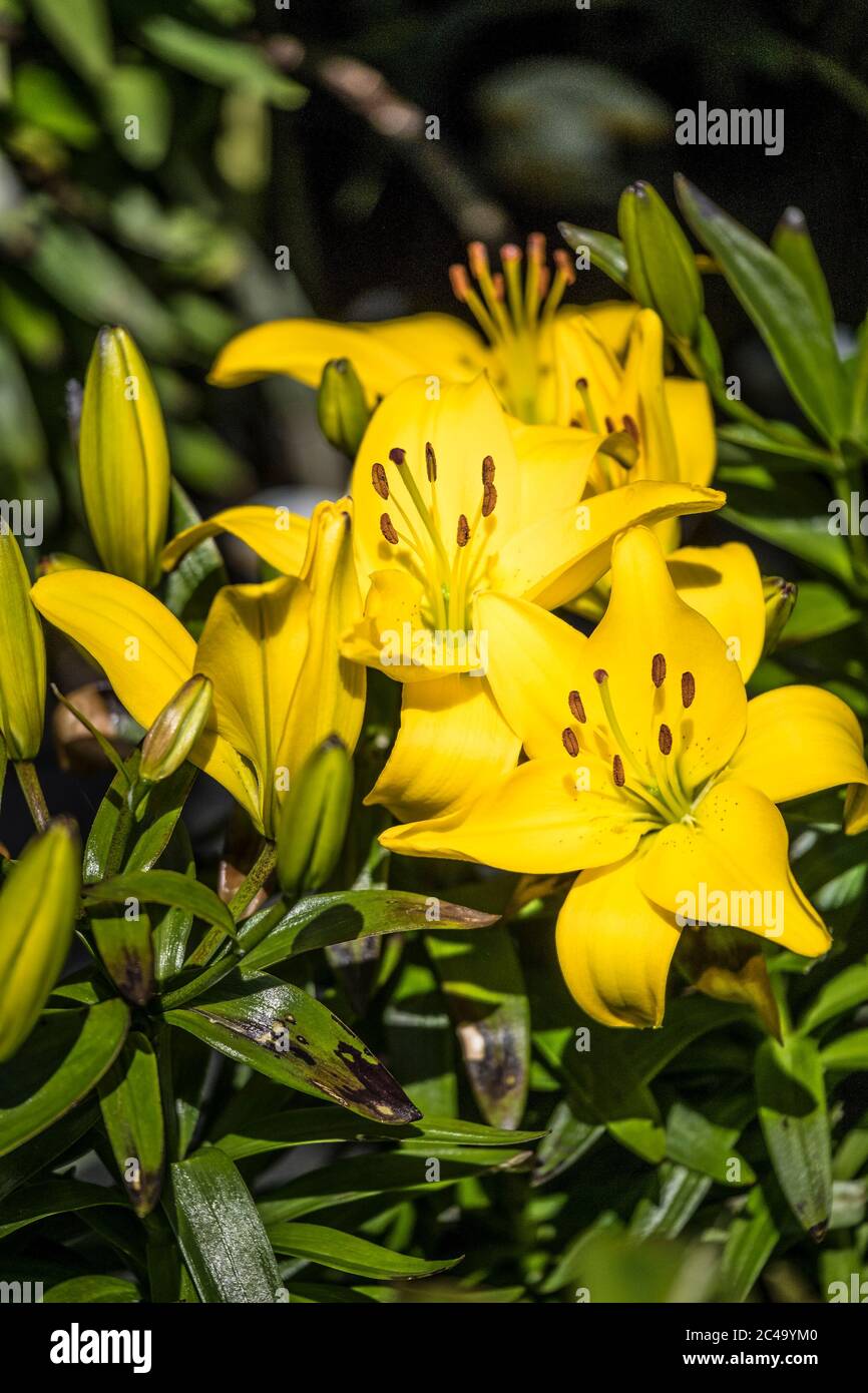 Lilium Asiatic Golden matrix Stock Photo Alamy