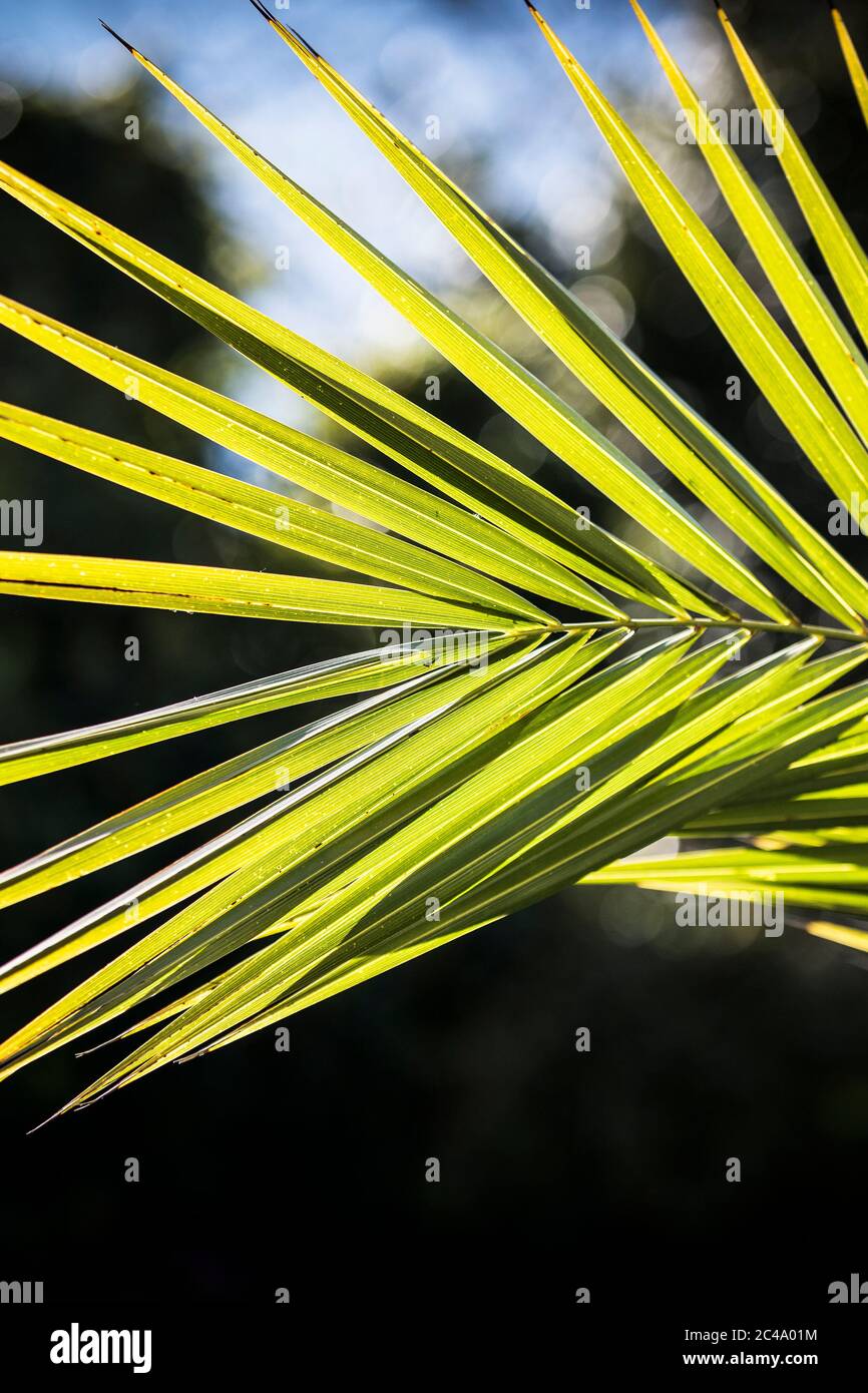 The foliage of the Phoenix Plant Phoenix canariensis Stock Photo Alamy