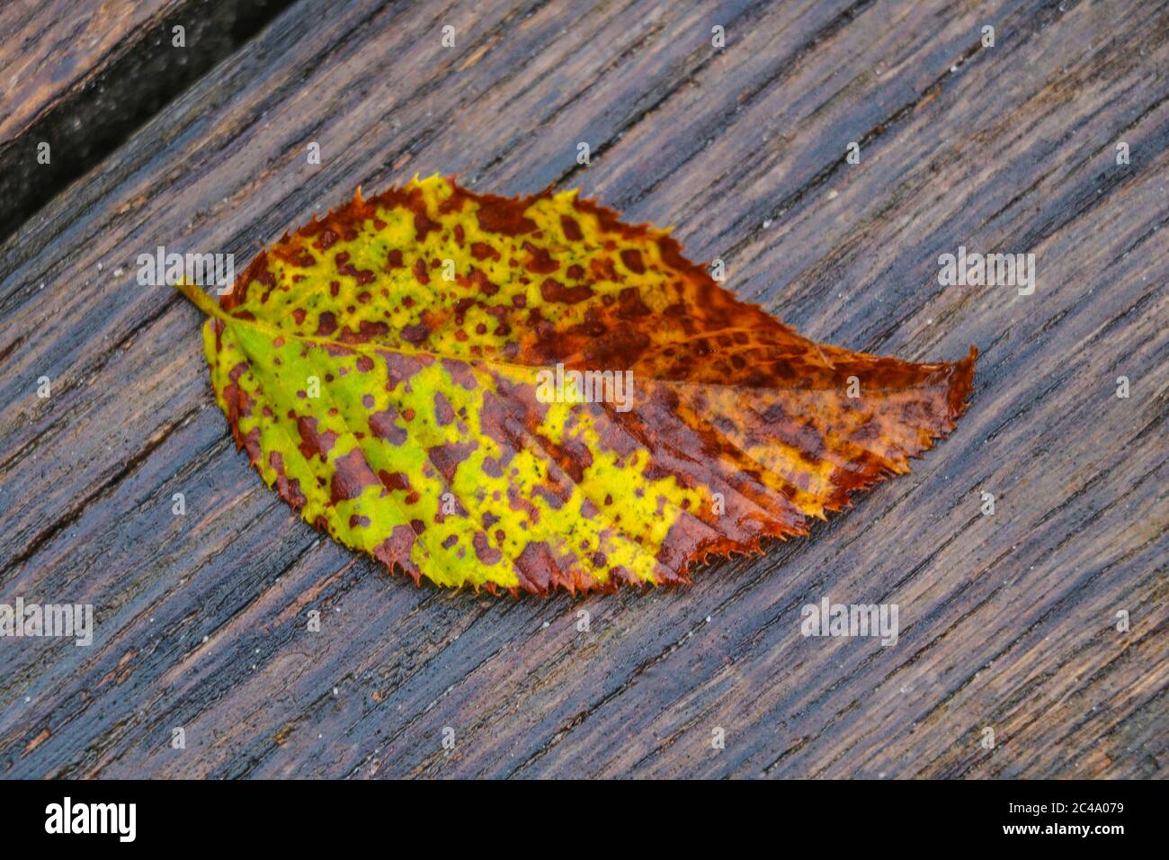 A yellowed leaf from a tree lies on a table. The onset of autumn. Change of season Stock Photo