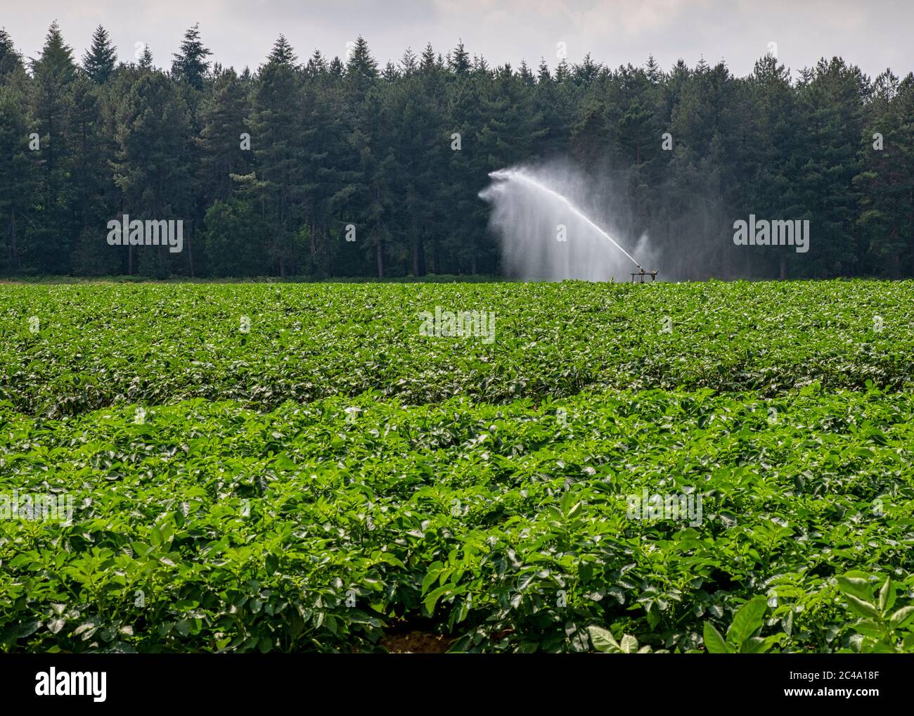 Farmer watering fields in rural norfolk Stock Photo