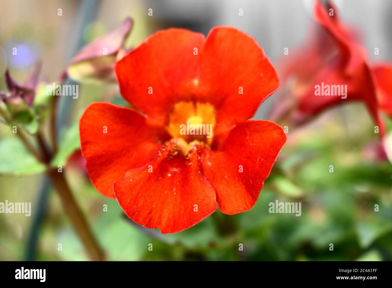 Vivid orange Mimulus [phrymaceae]with heart-shaped petals and prominent yellow stigma. .Blurred background. Stock Photo