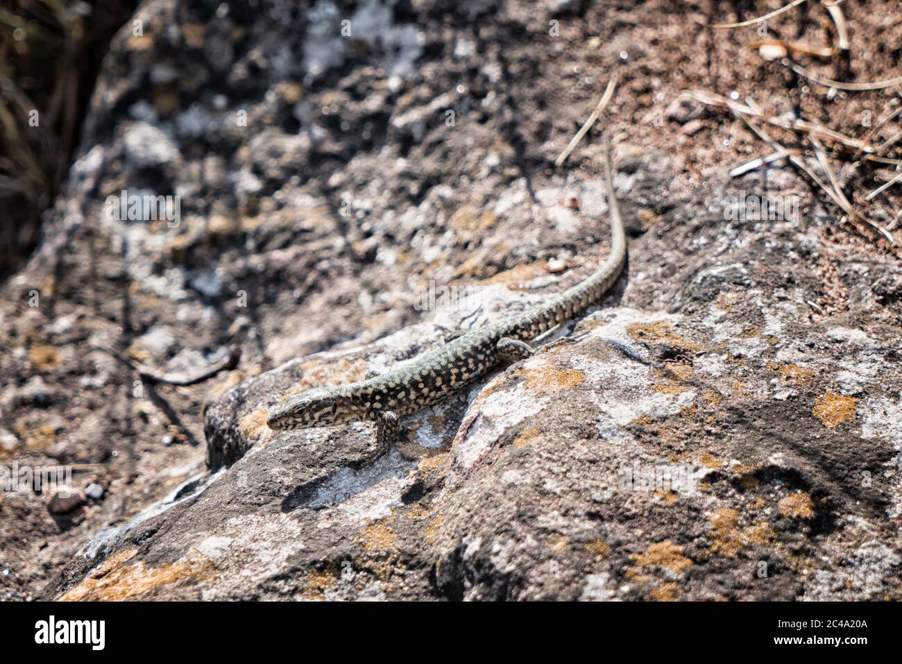A Common Wall Lizard (Podarcis muralis) enjoys the sun. Stock Photo