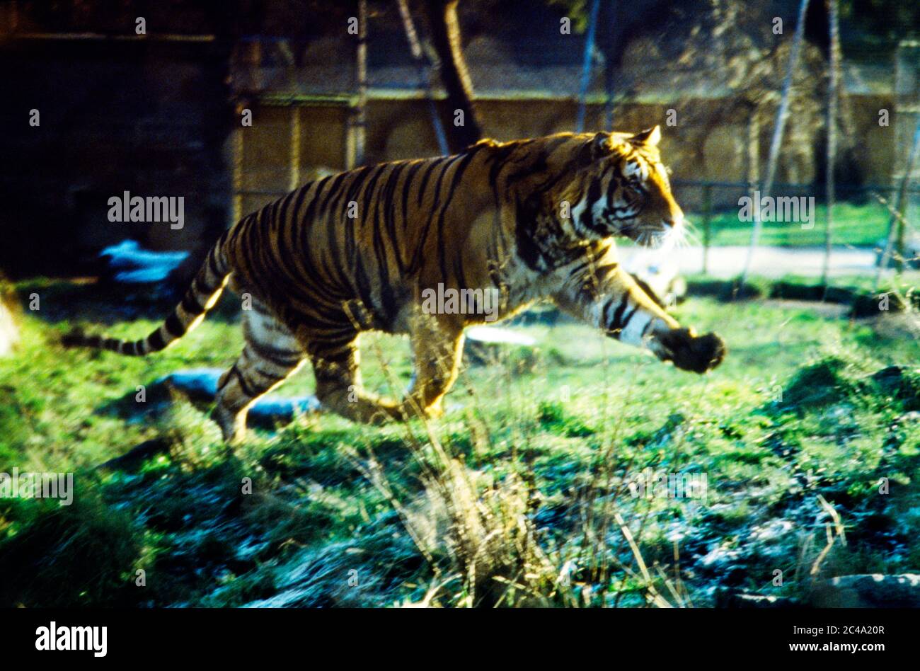Tiger Running in a Zoo Stock Photo