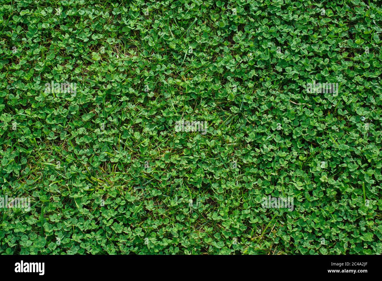 Abstract spring plant texture for natural background. Green Leaf ...