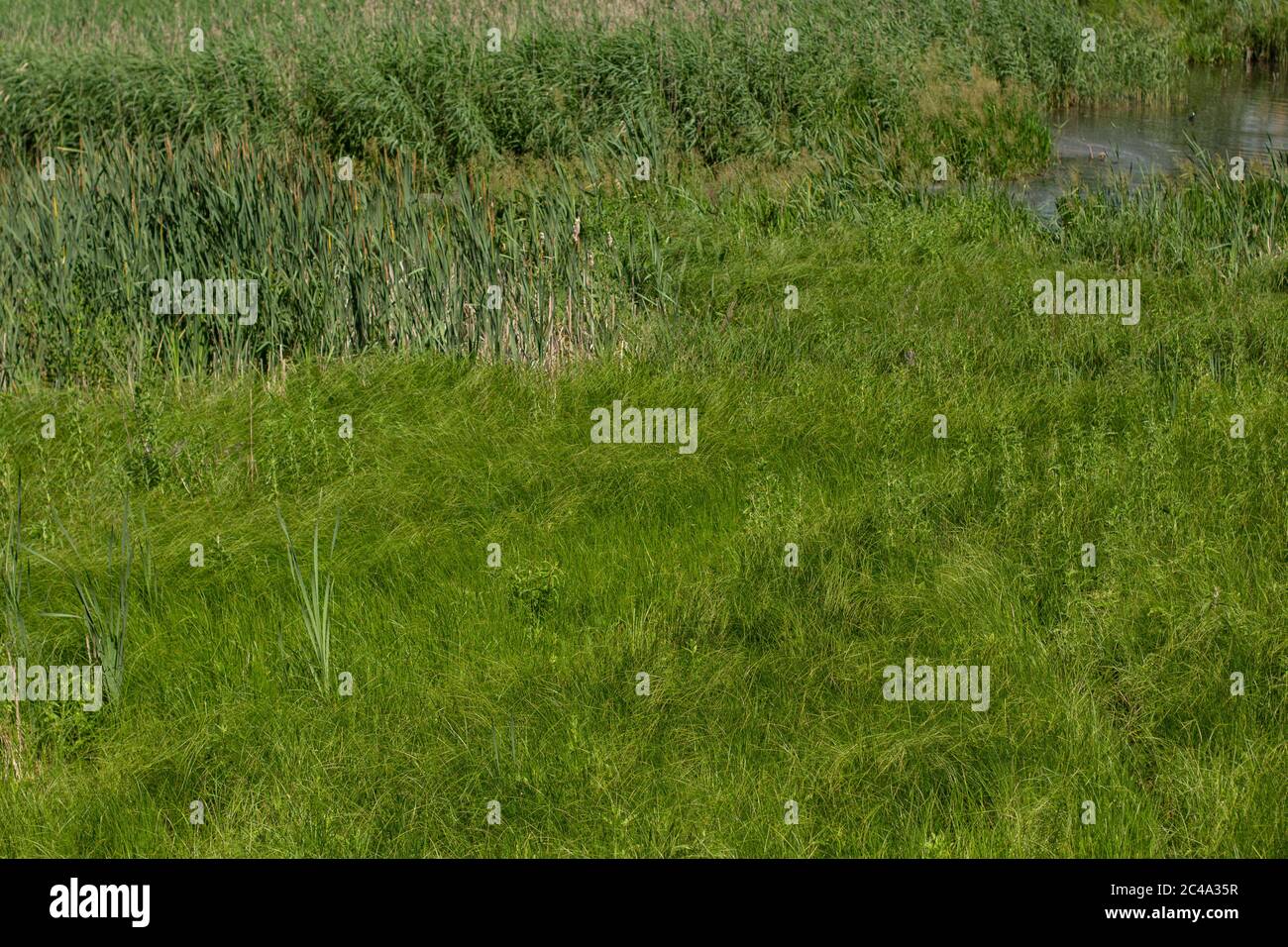 Dense field tall grass hi-res stock photography and images - Alamy