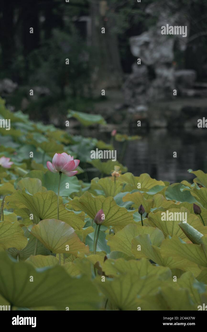 The lotus in the pond is in full bloom Stock Photo - Alamy