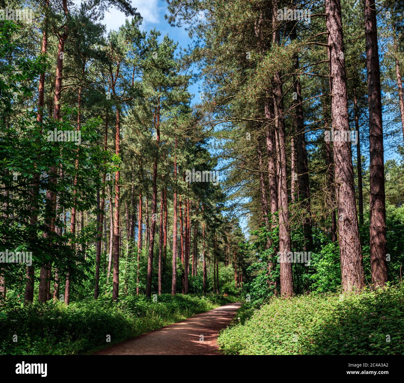 Woodland path Blidworth woods,Nottingham,England,UK Stock Photo Alamy