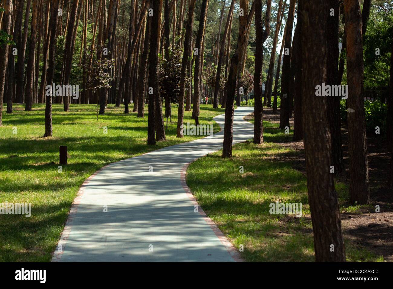 Jogging path in pine tree hi-res stock photography and images - Alamy