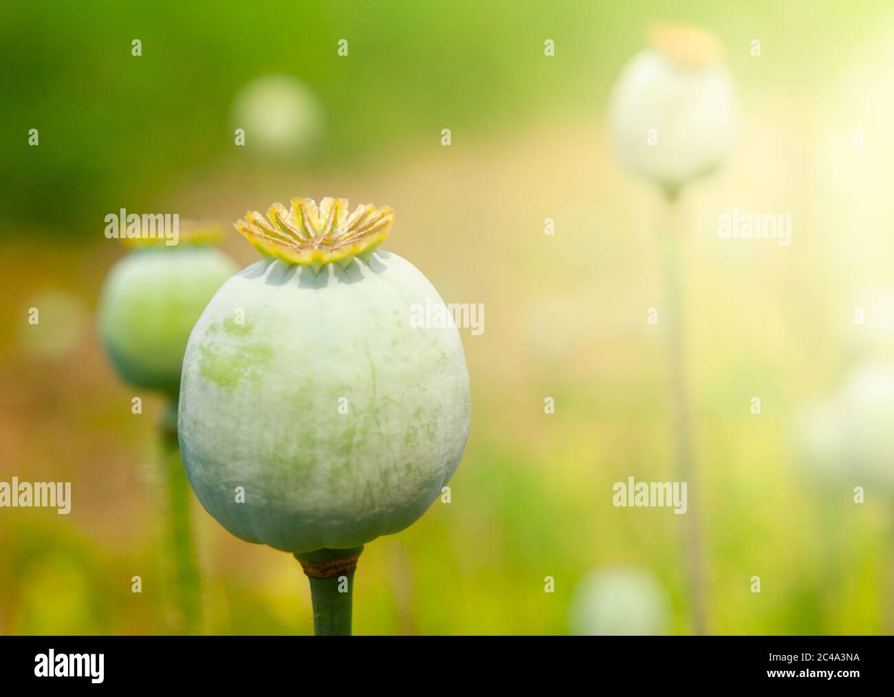 Greeen unripe poppyhead. Source plant opium drug. Stock Photo