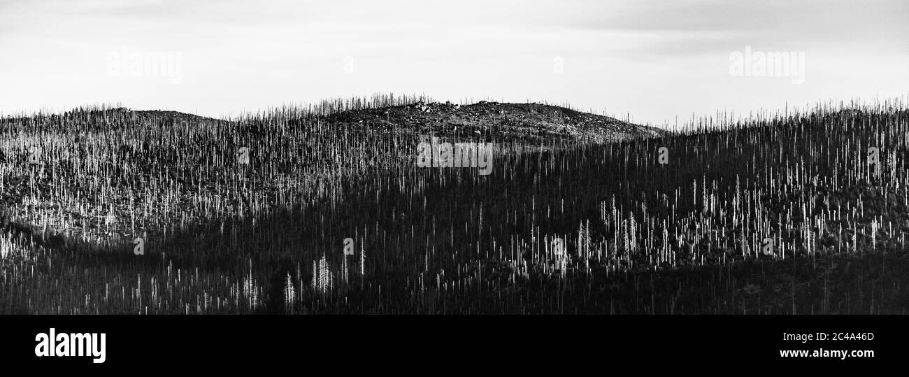 Devasted forest in caues of bark beetle infestation. Sumava National Park and Bavarian Forest, Czech republic and Germany. View from Tristolicnik, Dreisesselberg, to Plechy, Plockenstein. Black and white image. Stock Photo