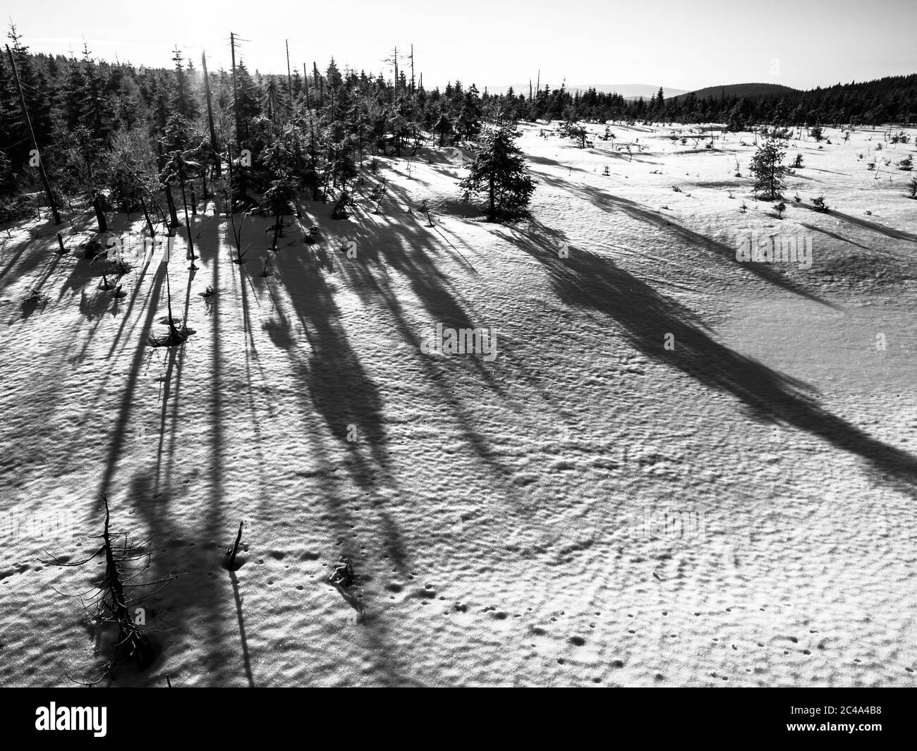 Winter in Jizera Mountains at sunset time with long shadows of trees, Czech Republic. Black and white image. Stock Photo