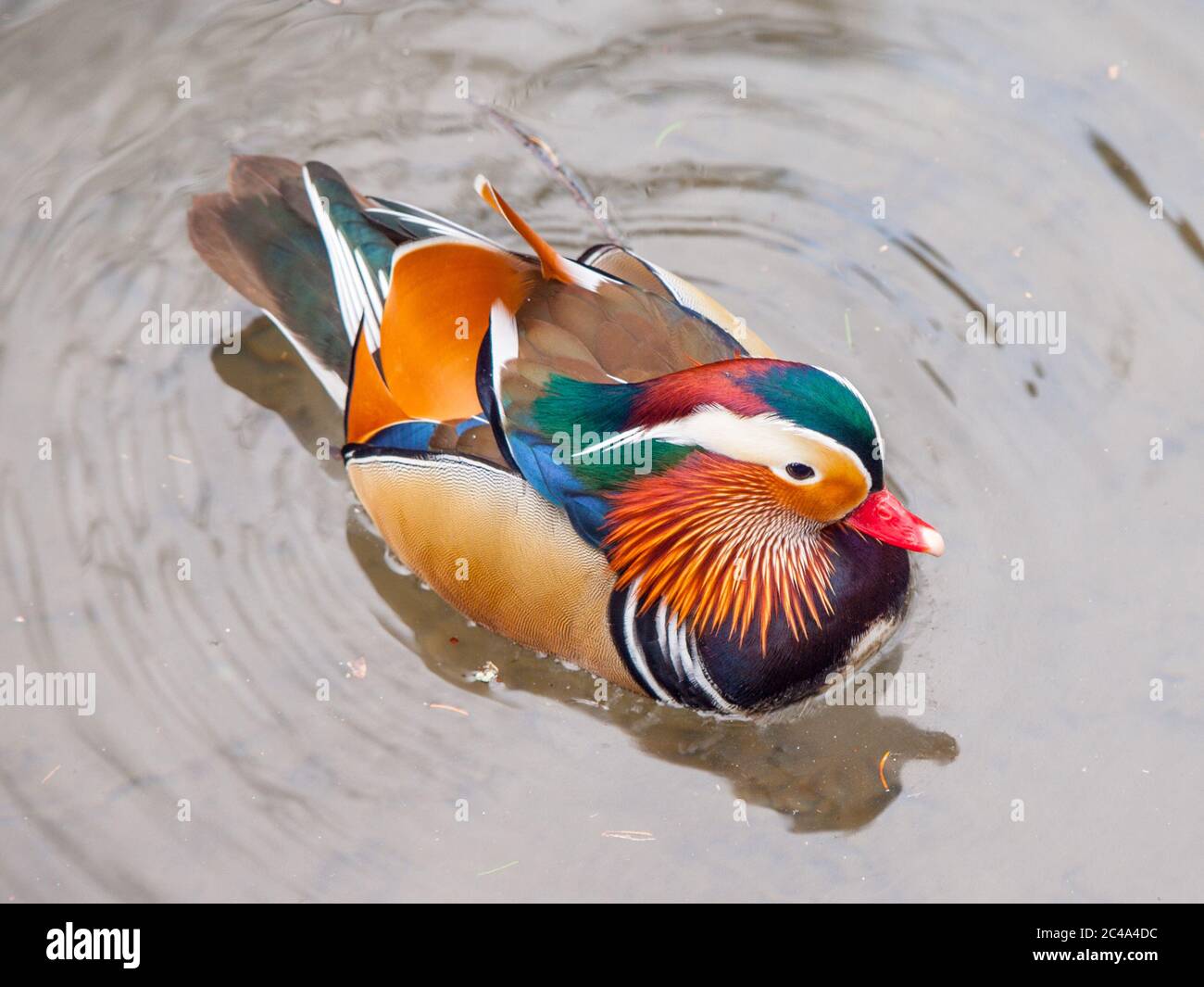 Mandarin duck, Aix galericulata, in the water Stock Photo - Alamy