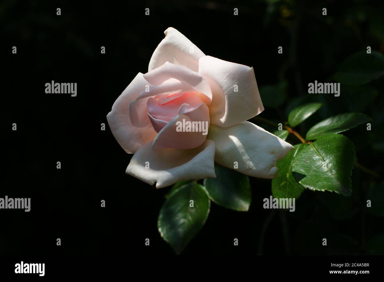 Cultured Rose High Resolution Stock Photography and Images - Alamy