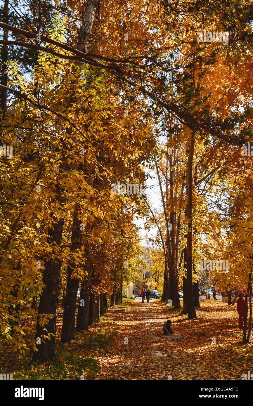 Yellow autumn trees in the park. Fallen leaves strewn the whole path ...