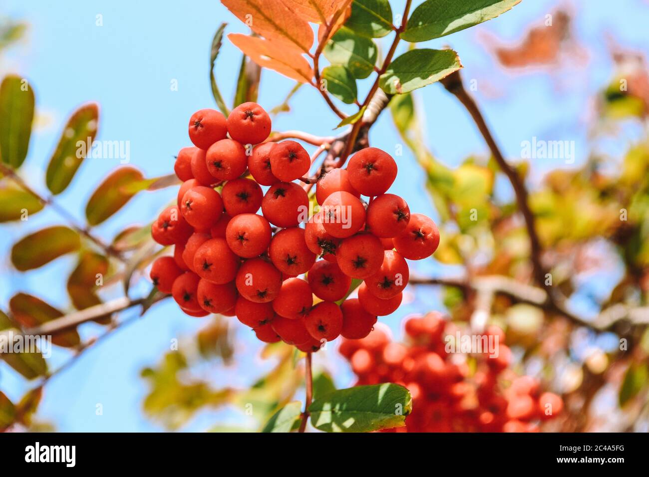 A bunch of ripe rowan berries in the fall. Yellow, green, orange autumn leaves of mountain ash against a blue sky. Selective focus. Space for text. Stock Photo