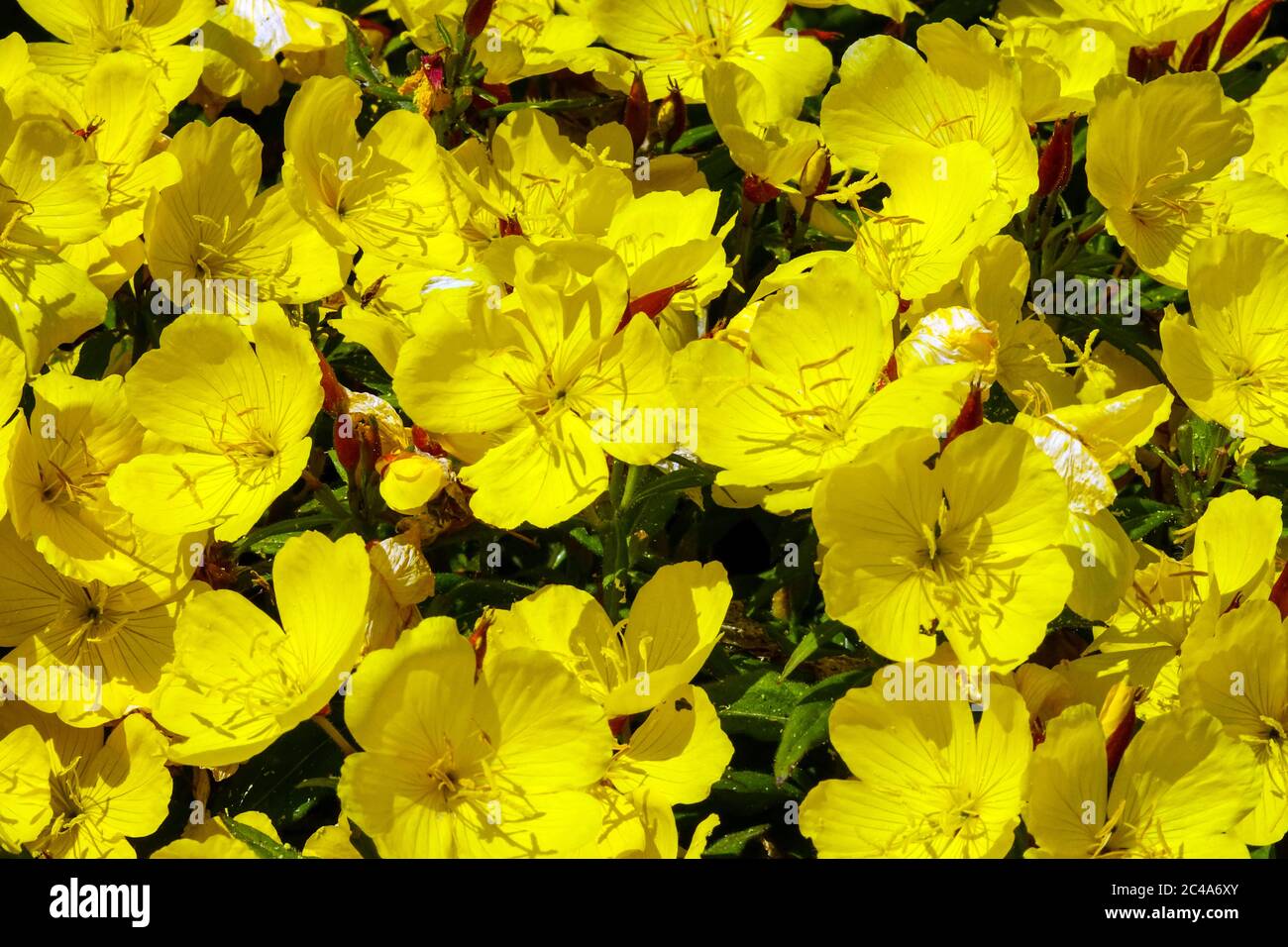 Sundrops Oenothera 'Fireworks' - Fyrverkeri Stock Photo