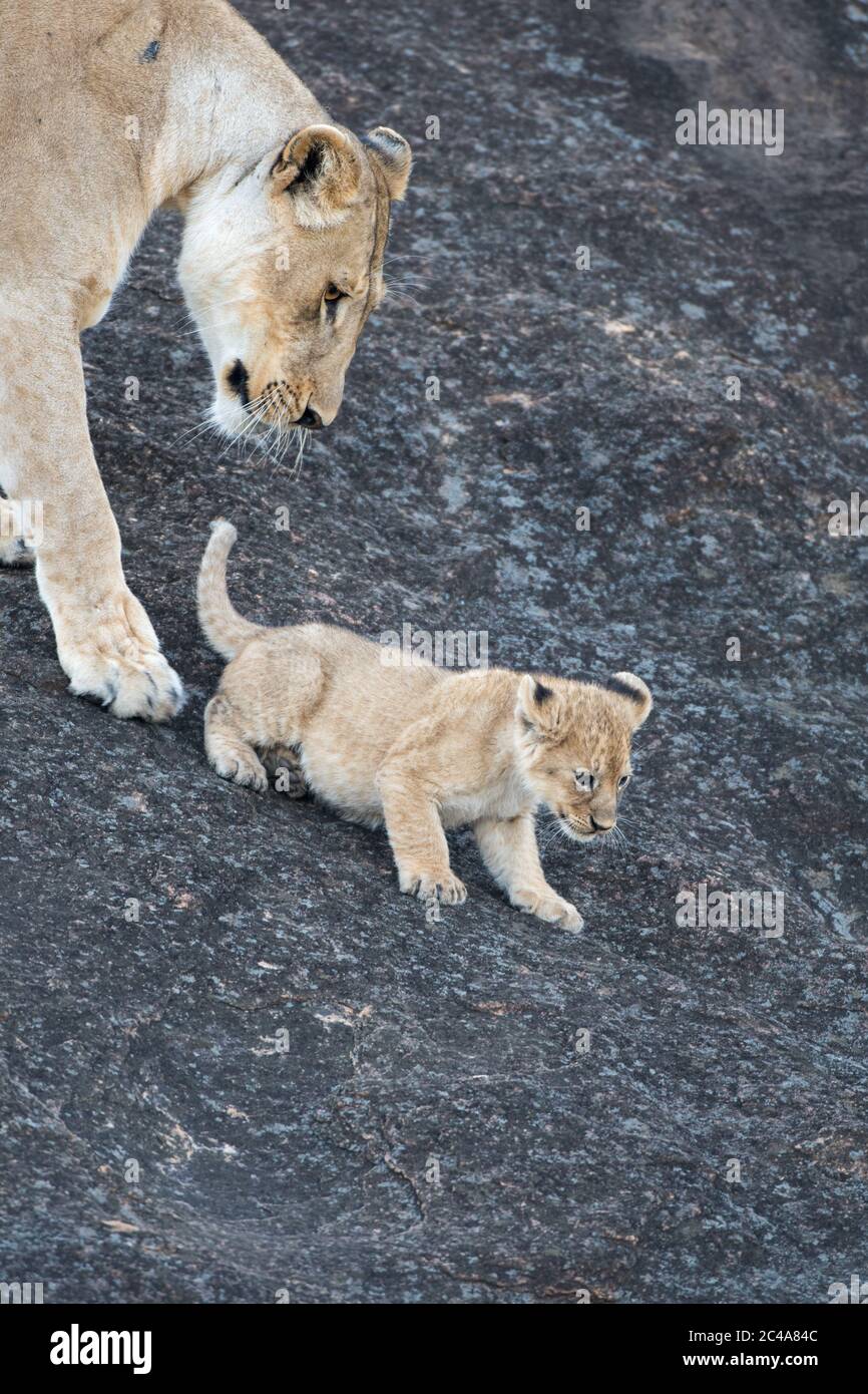 A lioness with a cub stands on the side of a large rock in Maasai Mara National Reserve in Kenya Stock Photo