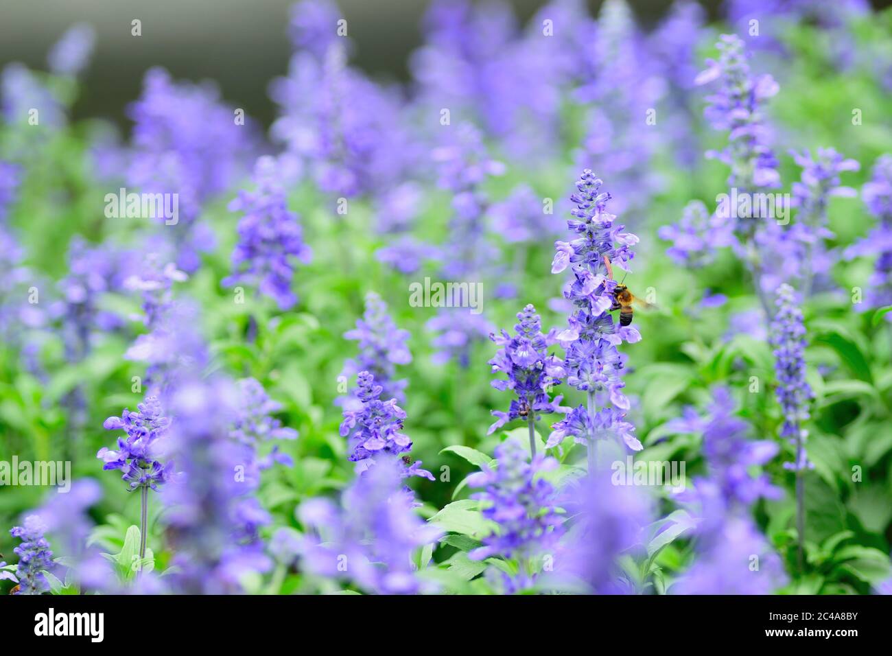 Nature background of Honeybee collecting in Lavender garden Stock Photo
