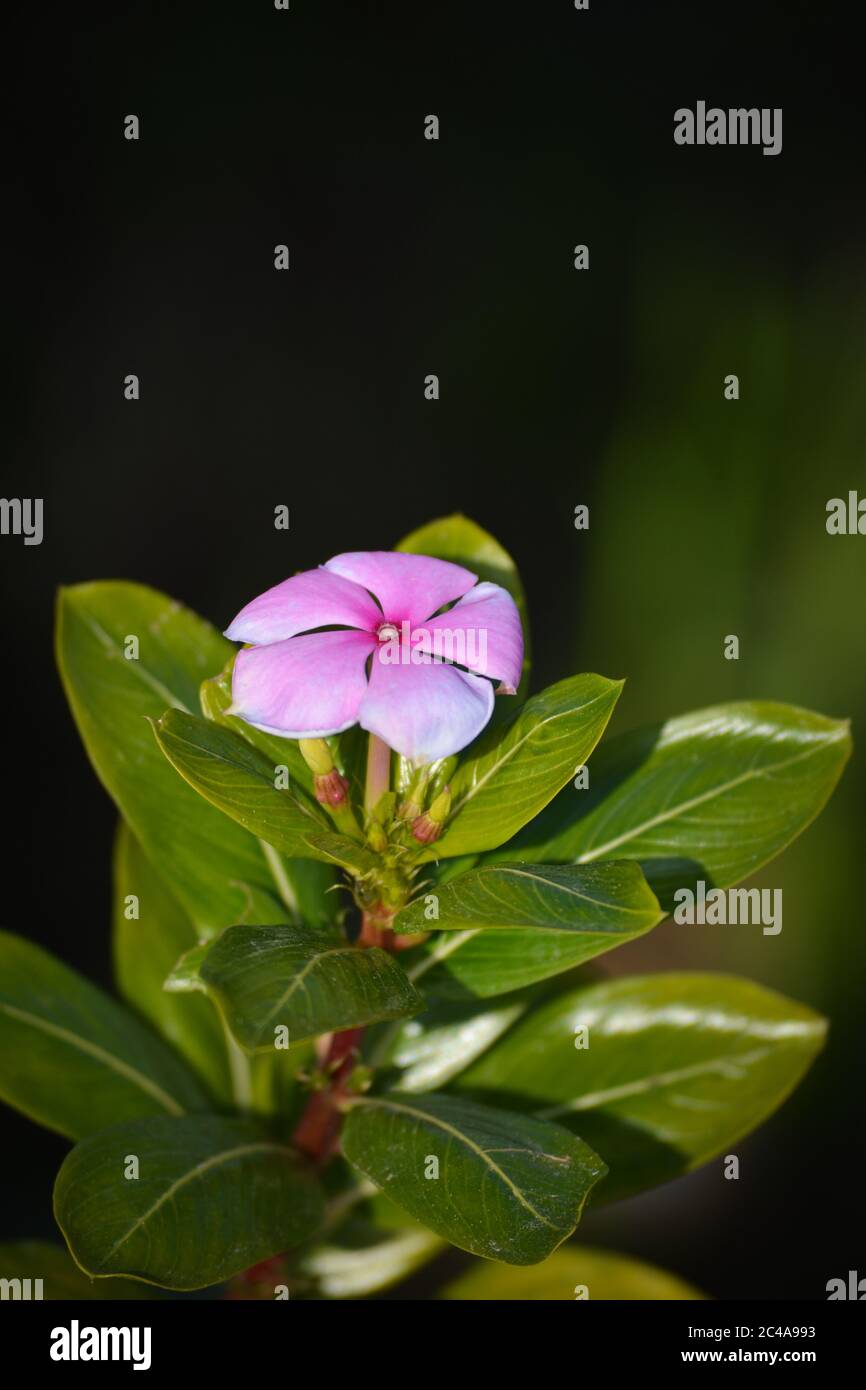 Pink periwinkle flower in garden Stock Photo - Alamy