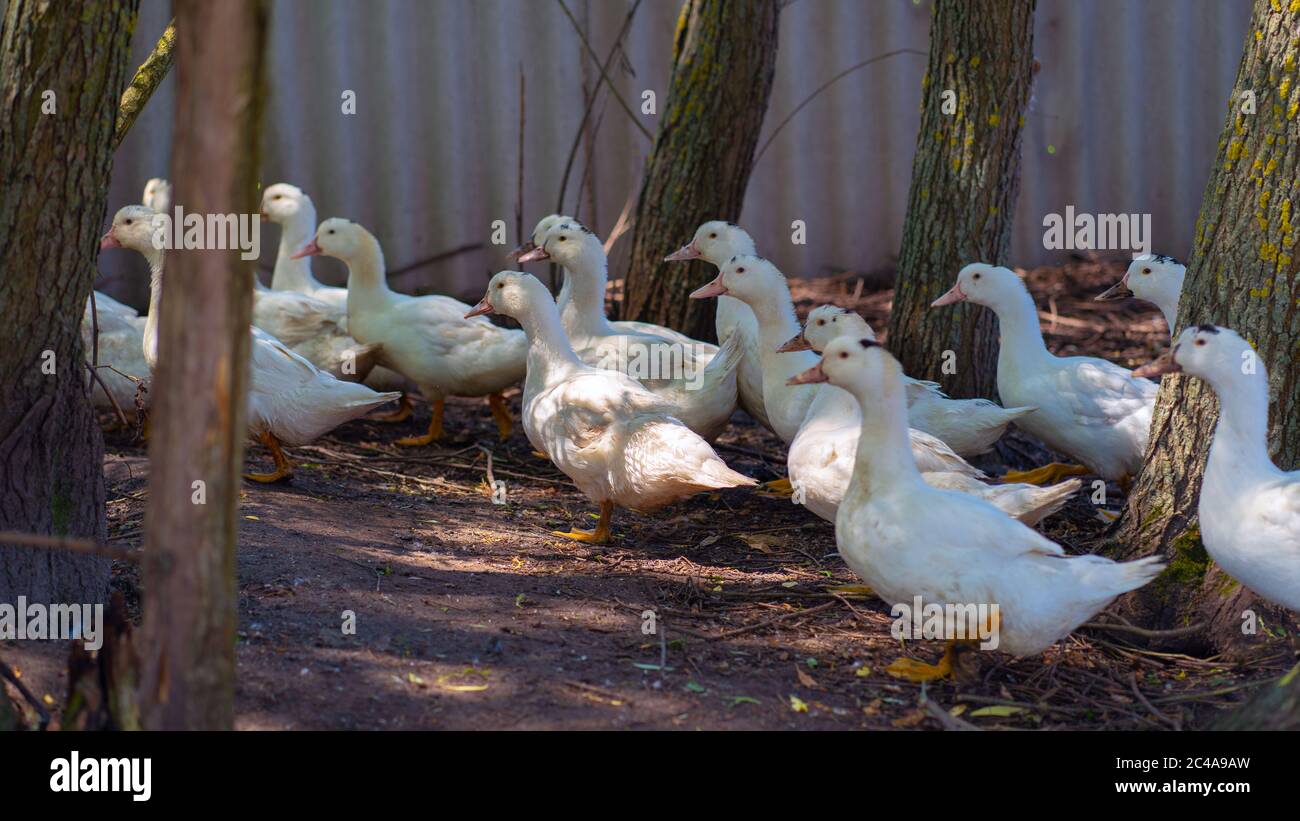 White ducks walking in paddock. Duck looking for grains while walking in paddock on farm Stock Photo