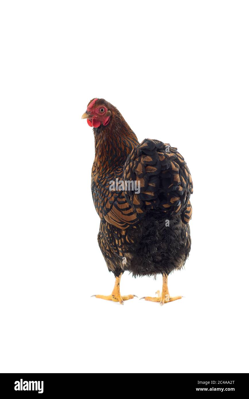 Bantam chicken hi-res stock photography and images - Page 3 - Alamy
