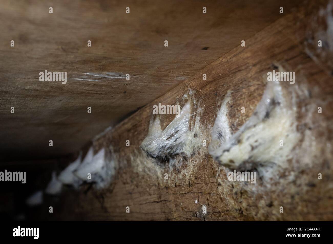 View of an edible bird's nest at a farm in Belopa.Indonesia is the