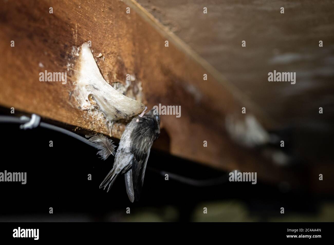 View of an edible bird's nest at a farm in Belopa.Indonesia is the