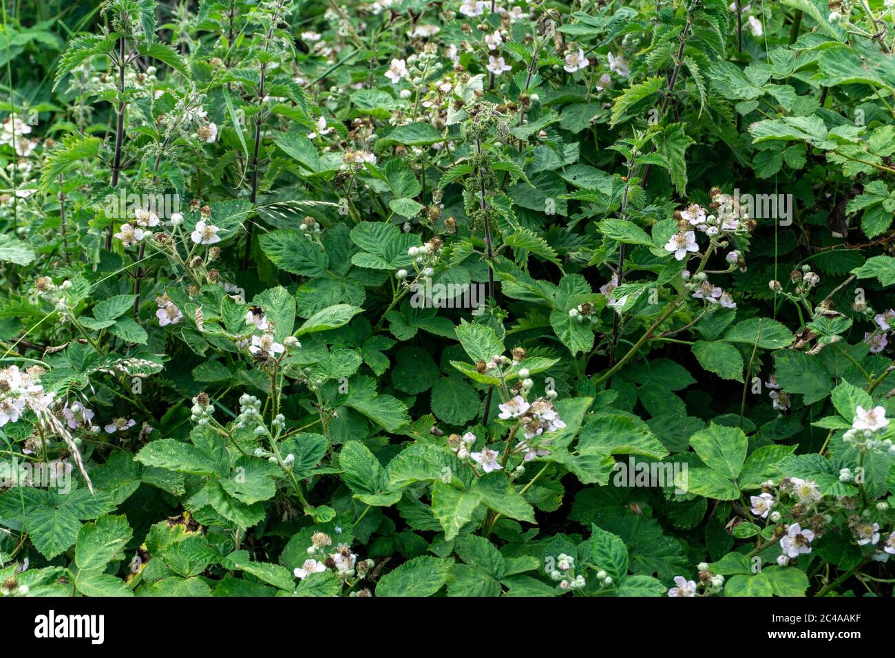 A blackberry plant in flower and attracting bees, wasps and ladybirds, Stock Photo