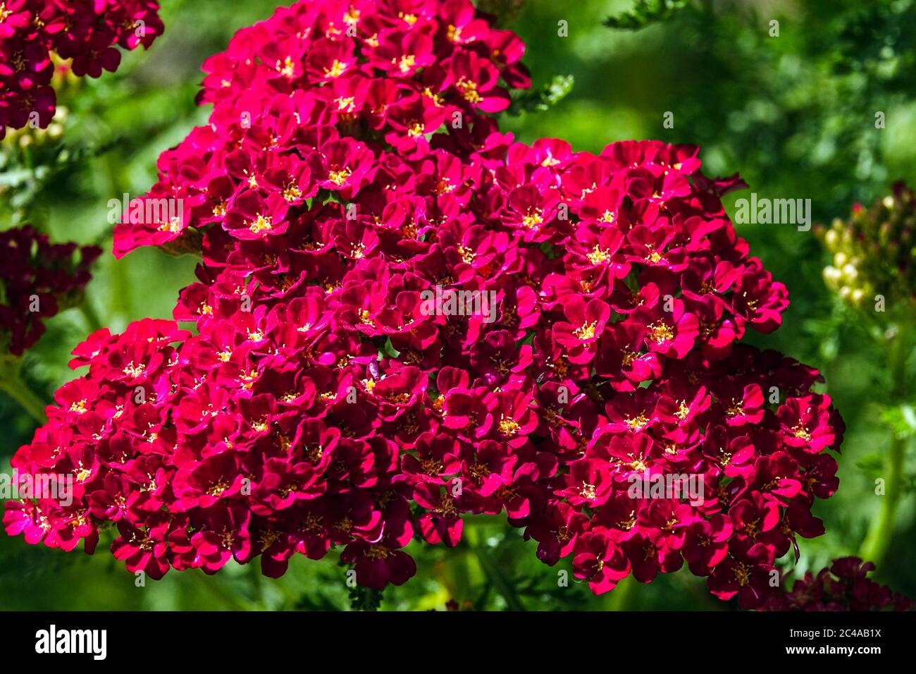 Achillea millefolium 'Red Velvet' Red Yarrow Achillea Red Velvet Flower Close up flower Closeup Bloom Flowering Blooming June Achillea Petals Close Stock Photo