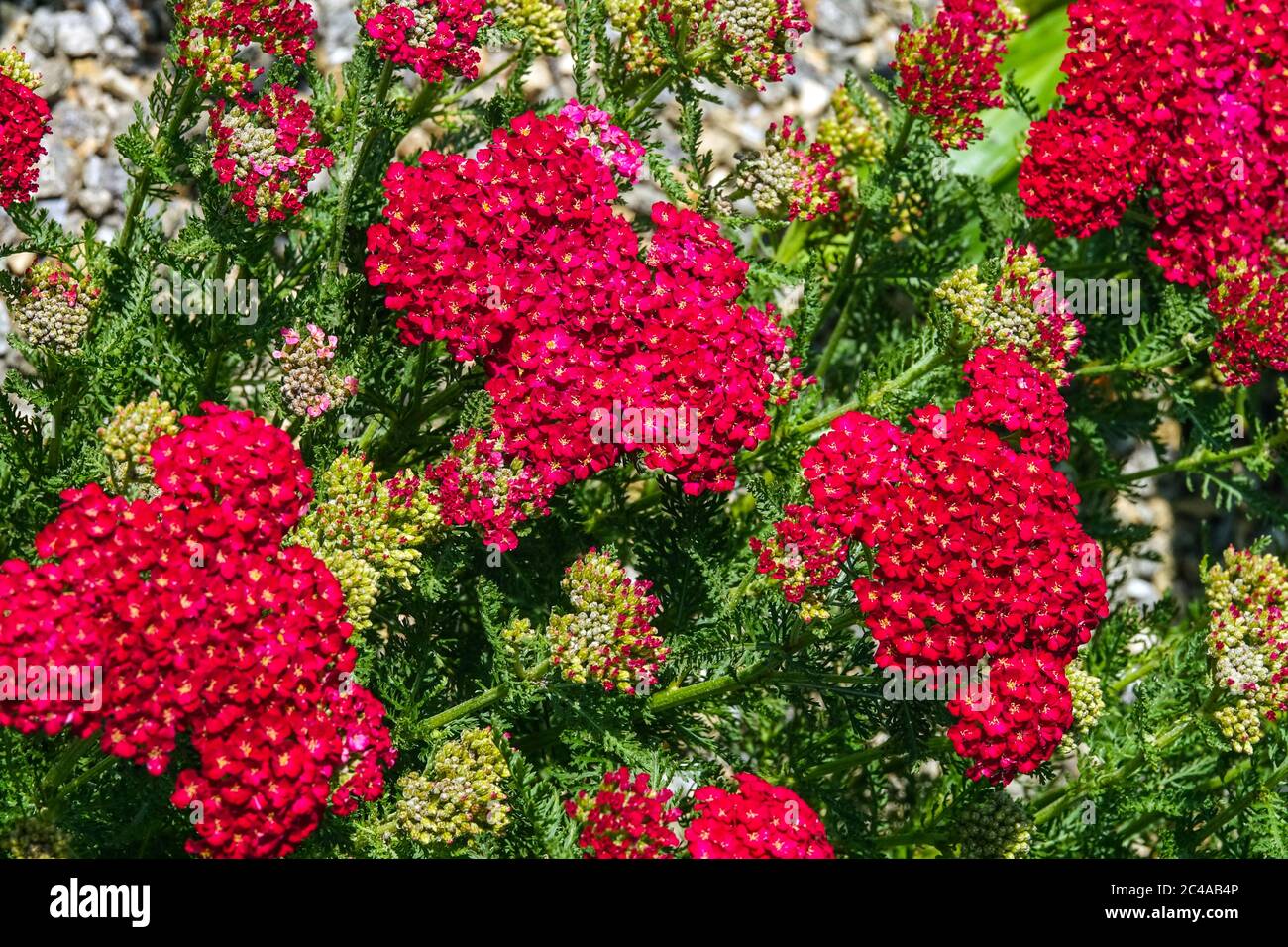 Achillea millefolium Red Velvet, red yarrow Stock Photo