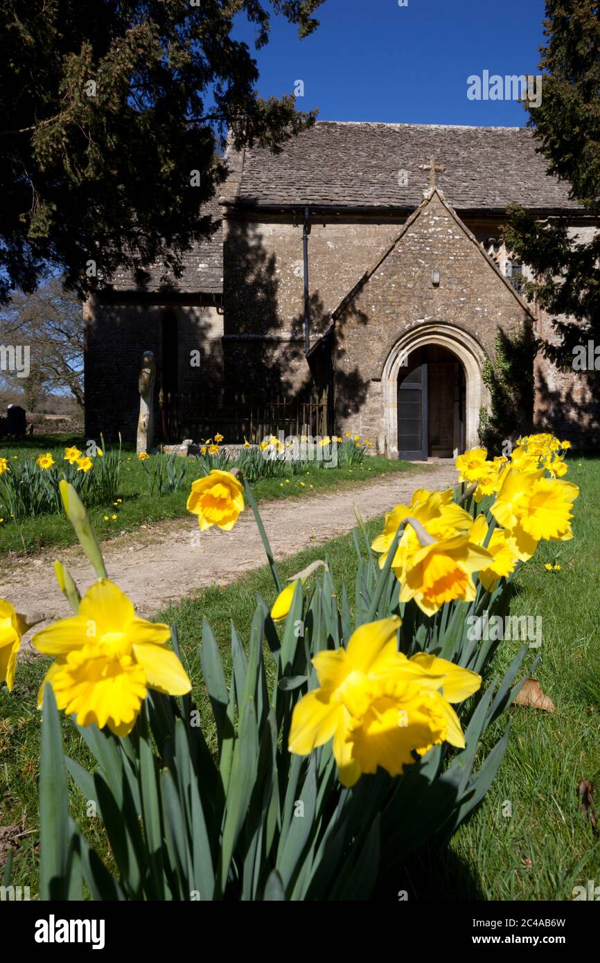 Daffodil lined church path, Lower Swell, Cotswolds, Gloucestershire, England, United Kingdom, Europe Stock Photo