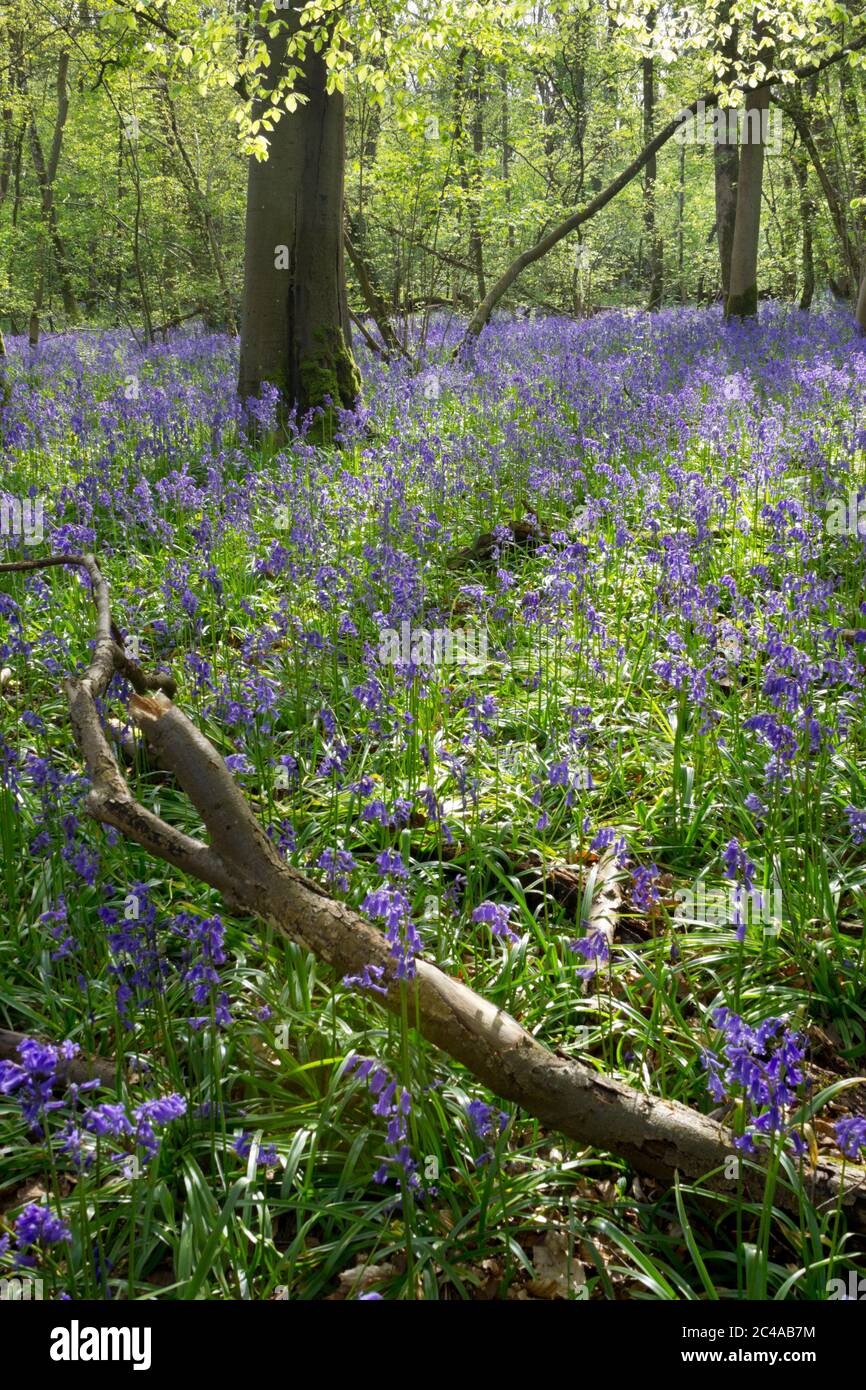 Bluebell wood with fallen branch, Cotswolds, Gloucestershire, England, United Kingdom, Europe Stock Photo