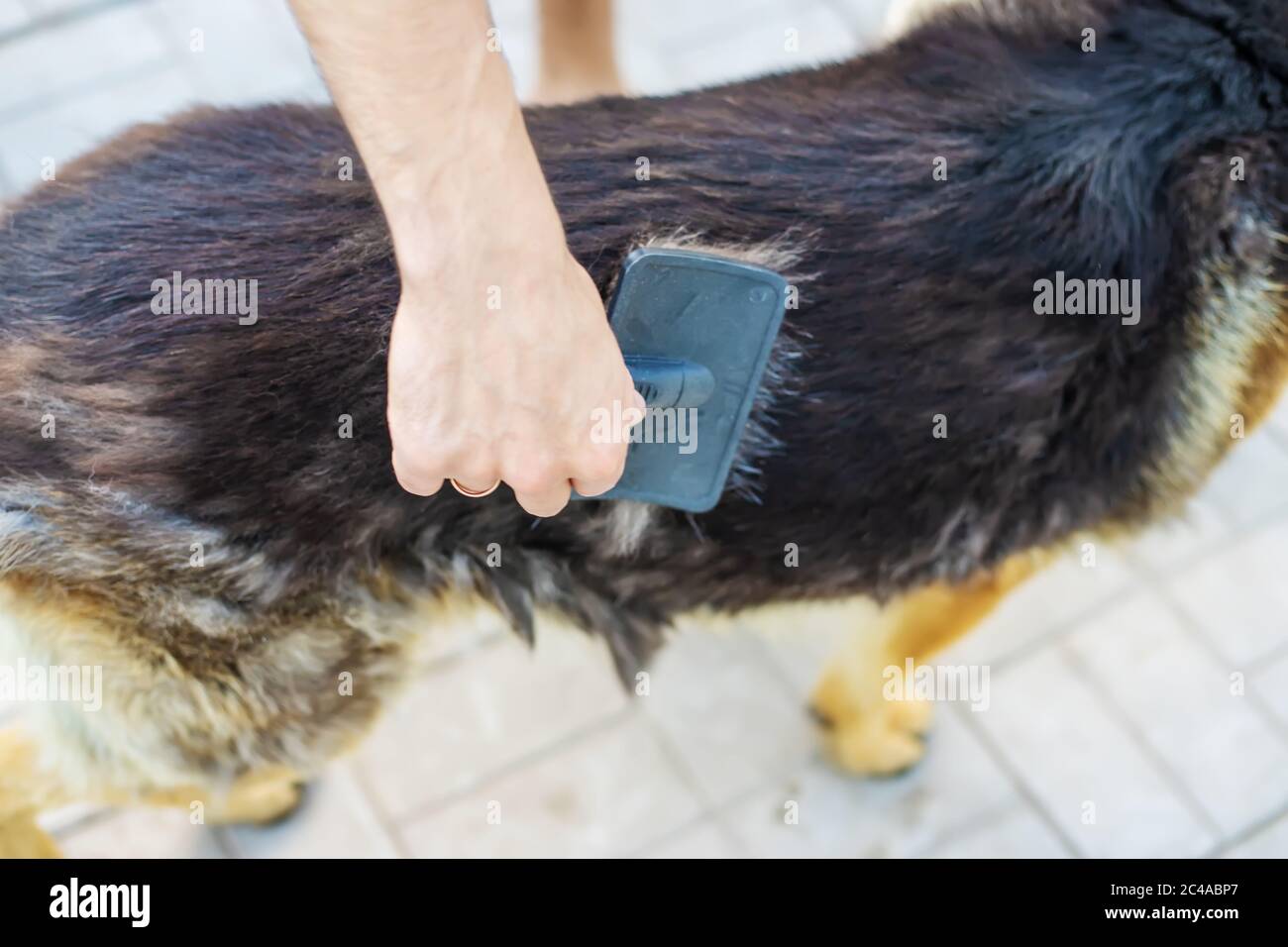 Girl combing dog hires stock photography and images Alamy