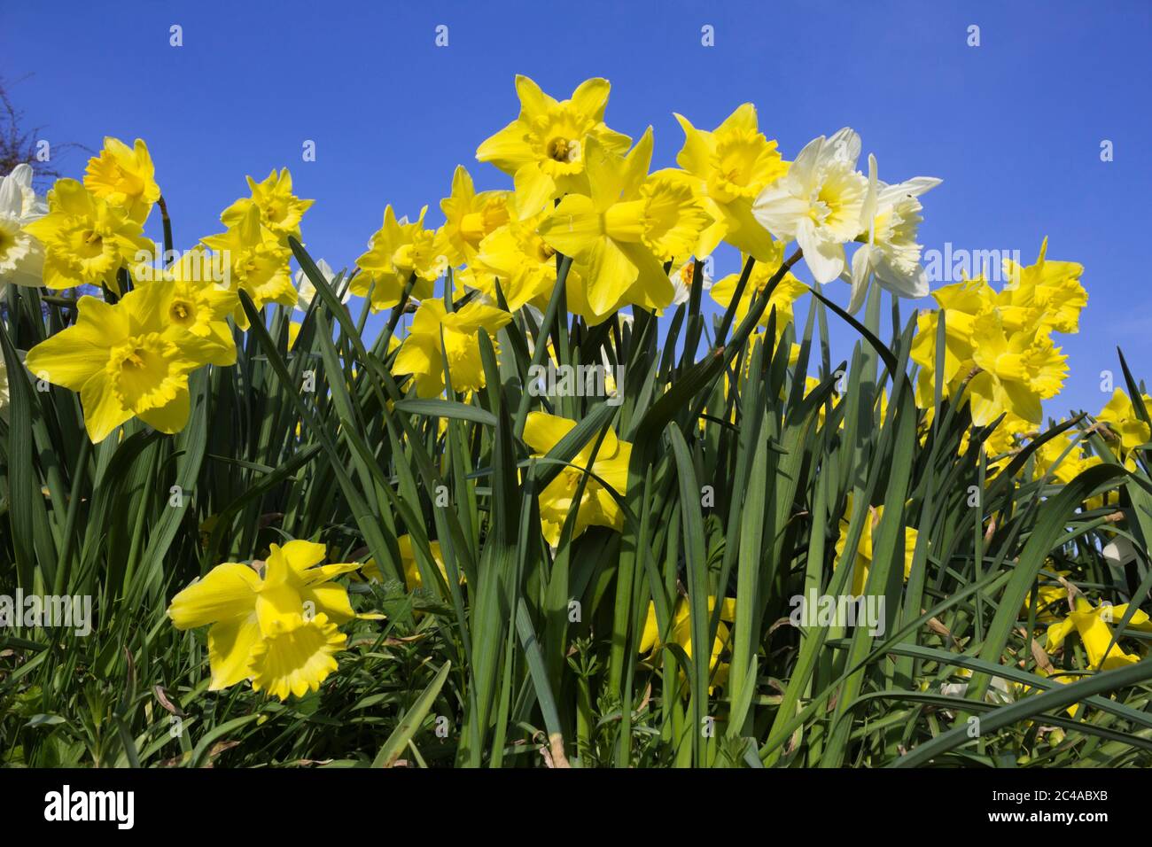 Spring Daffodils against blue sky Stock Photo