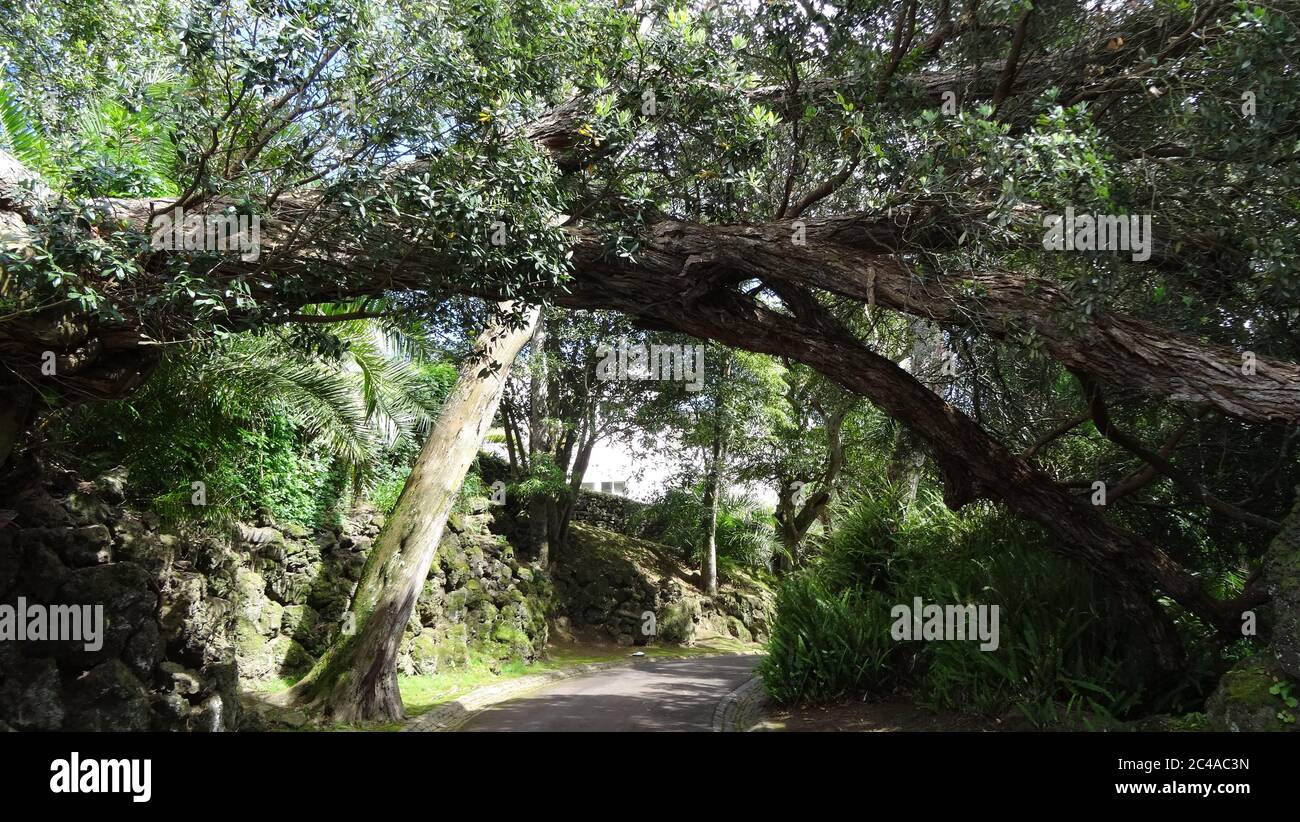 Azores. An amazing place to stay. The capital of the island of San ...