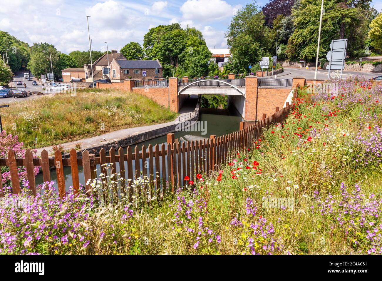 Wildflowers beside the Stroudwater Navigation (managed by the Cotswolds Canal Trust) passing under the A46 at Wallbridge, Stroud, Gloucestershire UK. Stock Photo