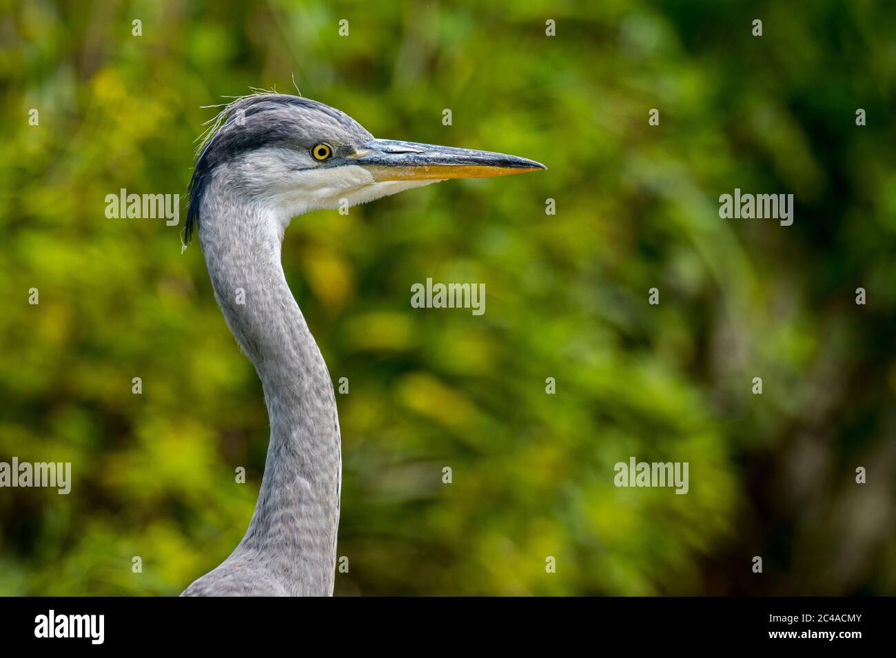 Young grey heron / gray heron (Ardea cinerea) close-up portrait of juvenile Stock Photo