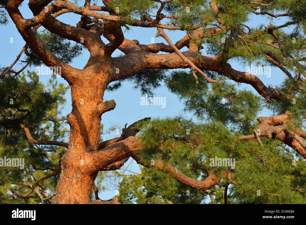 Pinus densiflora, Japan Stock Photo