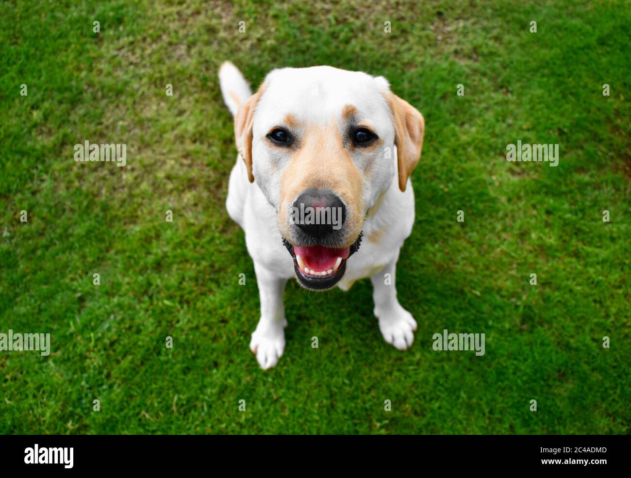 Eyes of golden labrador hires stock photography and images Alamy