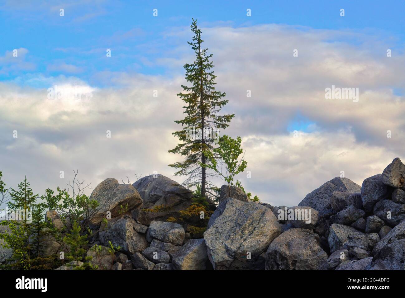 Young fir tree hi-res stock photography and images - Alamy