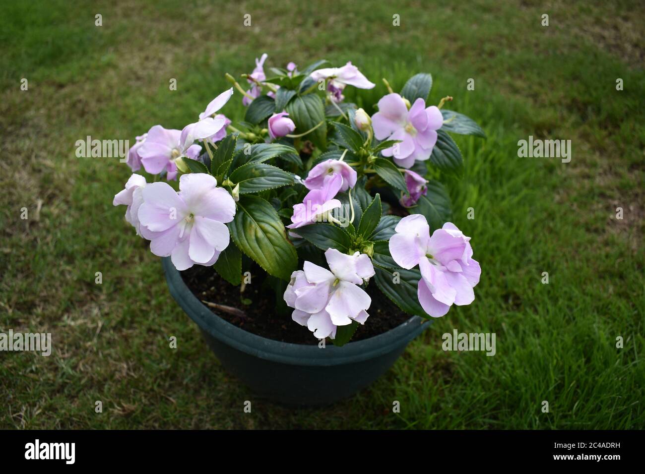 A green pot of pale pink and white Impatiens [Busy Lizzies ] with green, glossy leaves. Stock Photo