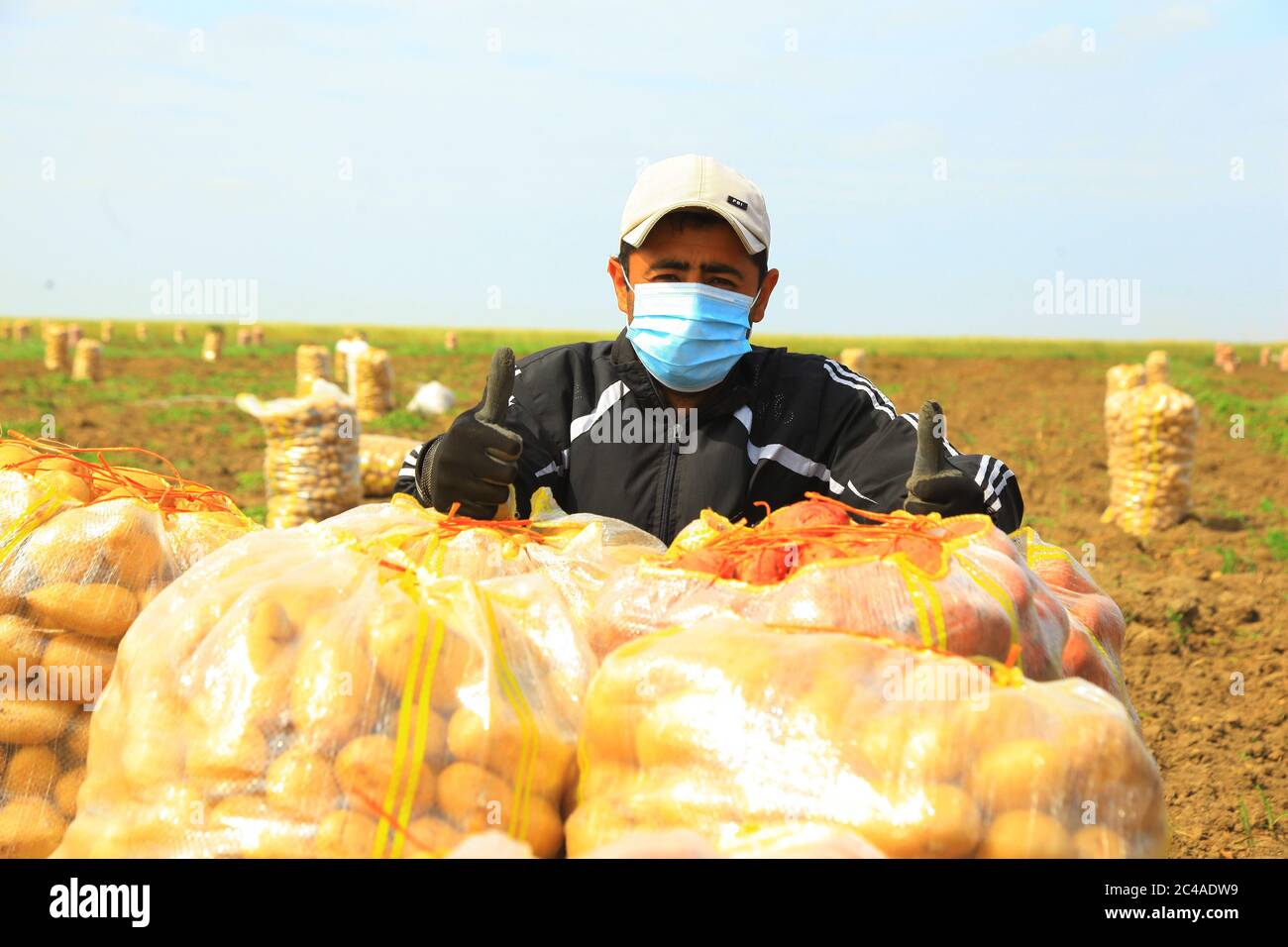 A farmer in hygienic mask carrying potato baskets Stock Photo