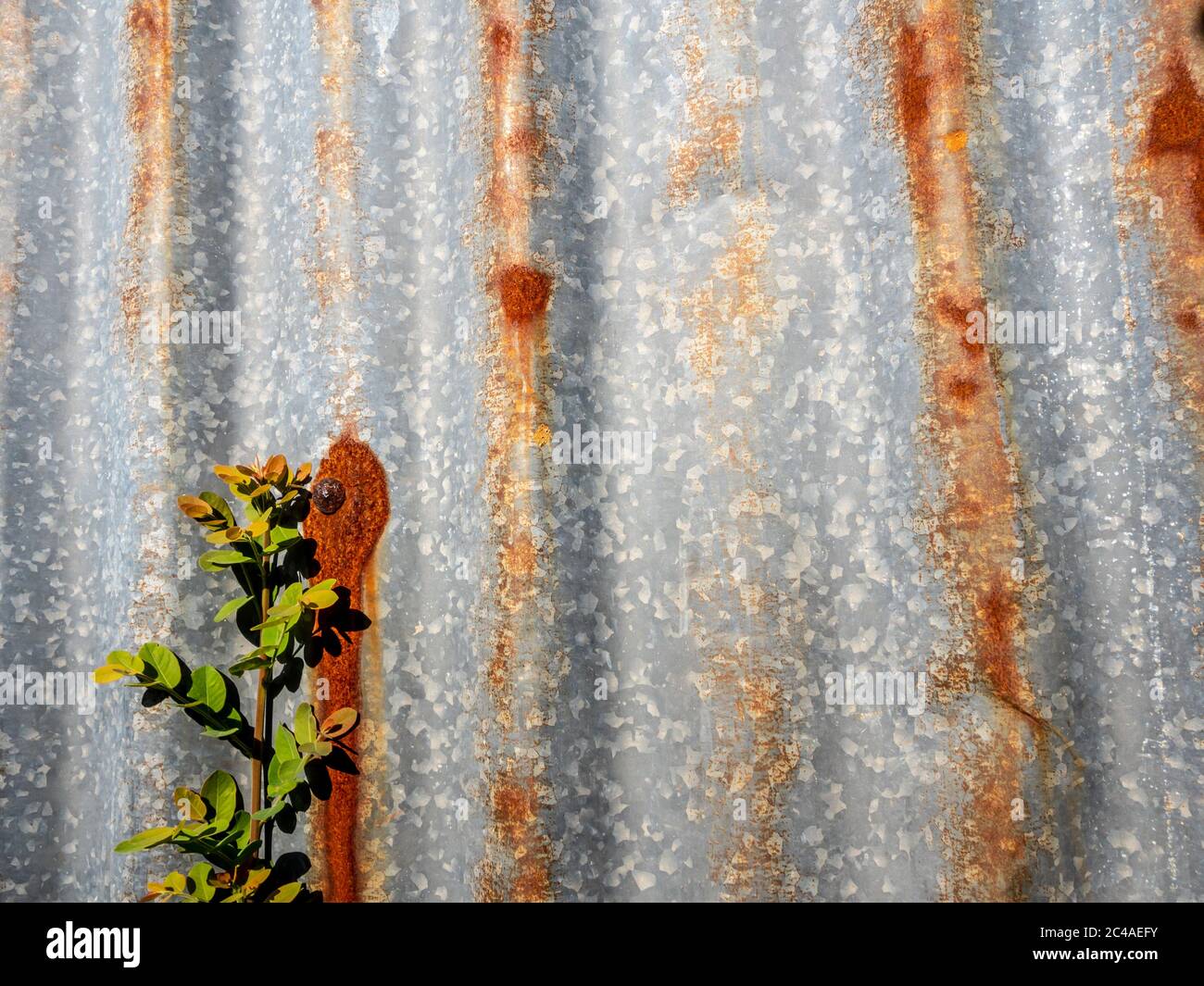 The galvanized steel fence rust and corrosion with weed in front Stock Photo Alamy